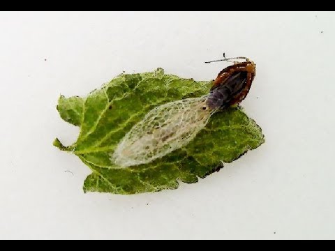 アブラナ科の有名害虫 コナガ 小菜蛾 の羽化を観察する Youtube