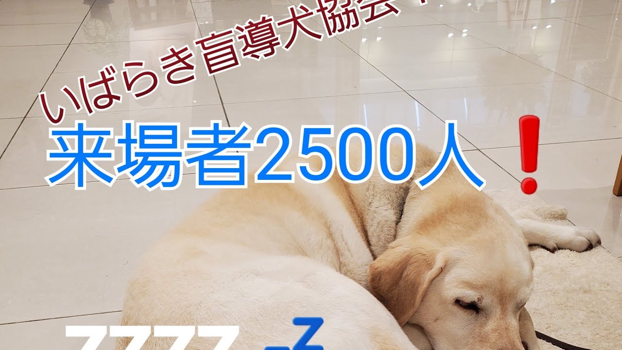 いばらき盲導犬協会写真パネル展2020ご苦労様編 Youtube