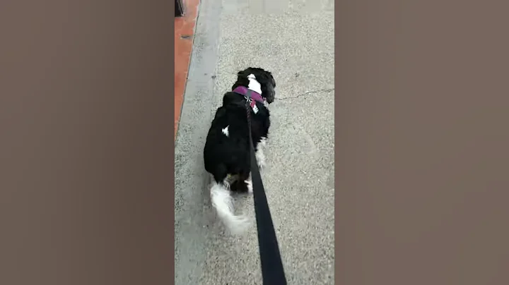 Maddie tripping