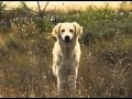 Royal canin golden retriever film