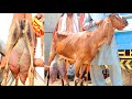 Amritsari Breeders And Milking Goats With Kids - Shahpur Kanjra Mandi Lahore 2020