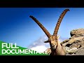 South tyrol  in the kingdom of the alpine ibex  free documentary nature