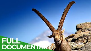 South Tyrol  In the Kingdom of the Alpine Ibex | Free Documentary Nature