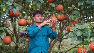 Harvest red grapefruit, Bring it to the market to sell, My daily life