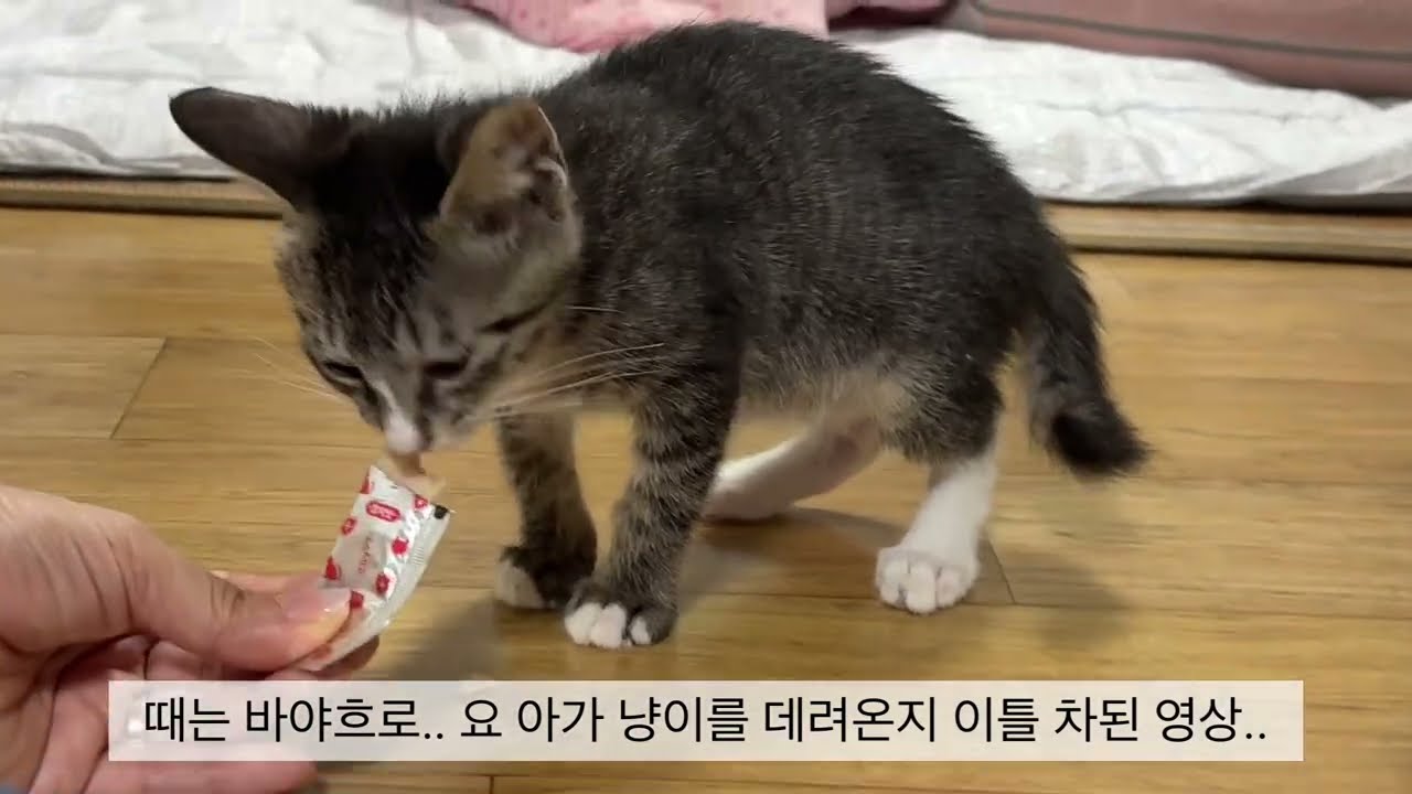 내 첫 고양이🐱 #고양이 #고양이일상 #고양이영상 #cat #cute #kitten 