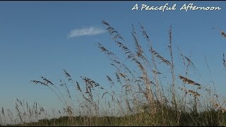 A Peaceful Afternoon - relaxing waves, wildlife, and 20m of HD nature