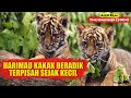 Kisah Harimau Kakak Beradik Yang Terpisah Sejak Kecil | Alur Cerita Film TWO BROTHER (2004)