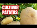 Como CULTIVAR PATATAS con Éxito 🥔 Consejos y Trucos | La Huerta de Ivan