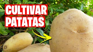 Como CULTIVAR PATATAS con Éxito 🥔 Consejos y Trucos | La Huerta de Ivan