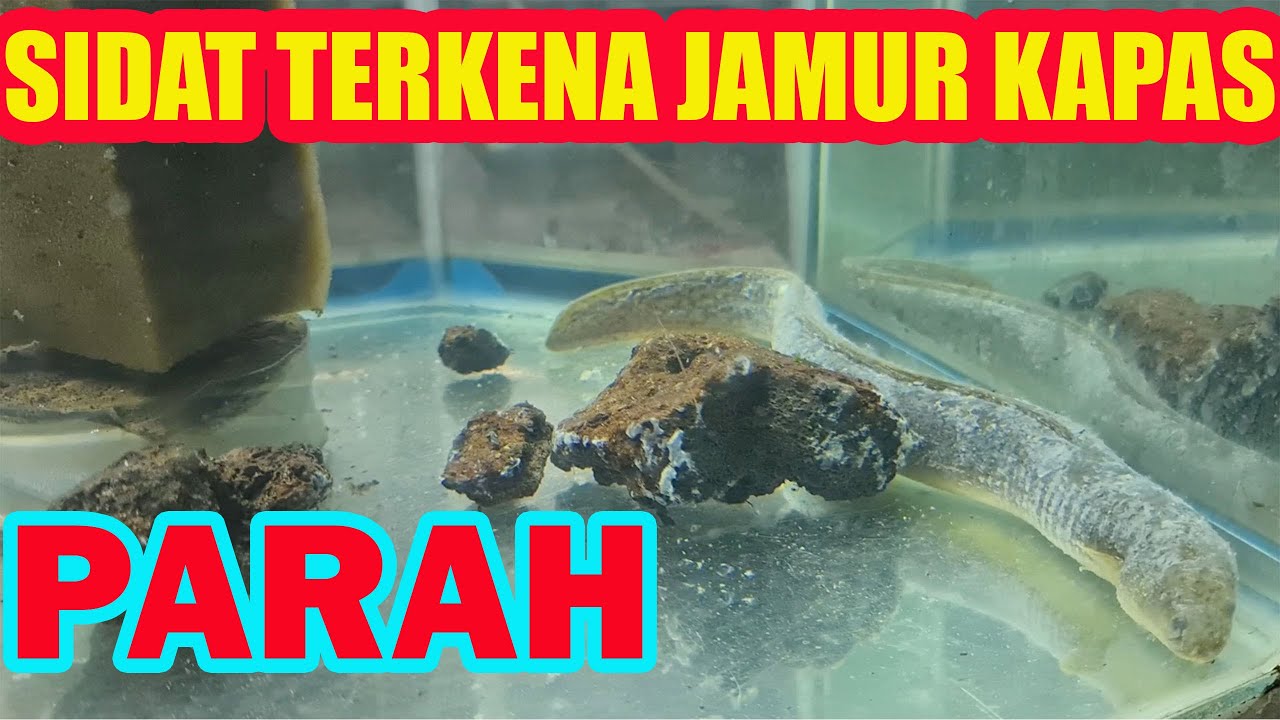 Mengatasi Jamur Kapas Pada Sidat