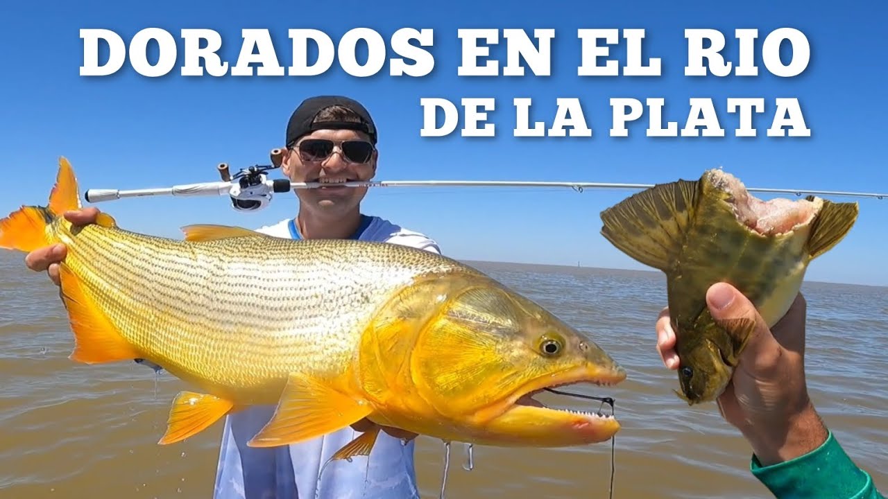 Pesca de DORADOS en el Río de la Plata 🎣 y Tarariras con Señuelos 🐊 / Pesca de Costa