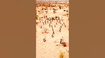Tanzania National Park 