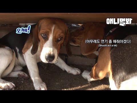 친구를 위해 매일 연기를 해야만 했던 <strong>비글</strong> 스봉이ㅋㅋㅋㅣThe Alpha Beagle, Brownie’s Secret