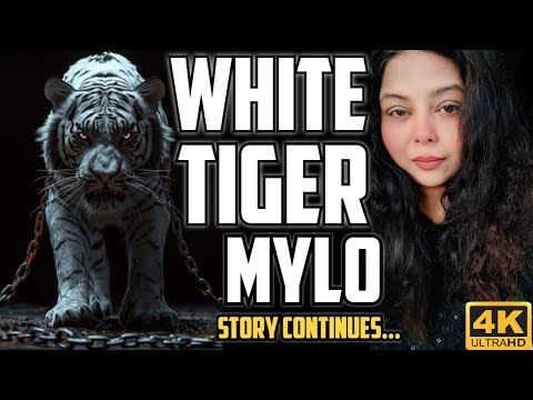 TREED UP! #mountainlion #cougar #puma #liondogs #mountainlionhunting #cougarhunting #bigcat #wildlif