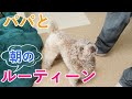 パパと犬のモーニングルーティーン(時々ママも)!起床〜出勤まで【トイプードル】