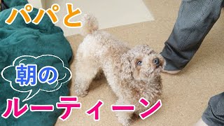 パパと犬のモーニングルーティーン時々ママも起床〜出勤まで【トイプードル】