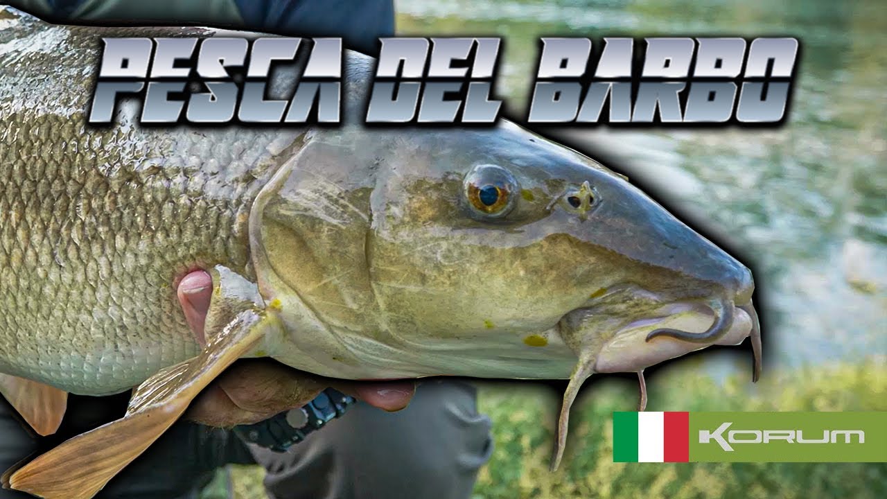 Pesca del barbo - The Italian Job 