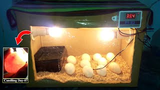 DIY Cardboard box egg incubator | DAY-07 | Candling Eggs | Birds Palace
