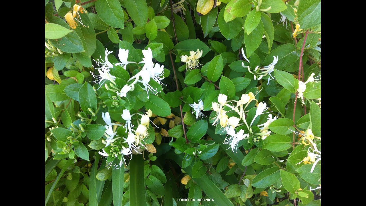 Lonicera japonica 'Halliana' Hall's Japanese Honeysuckle - YouTube