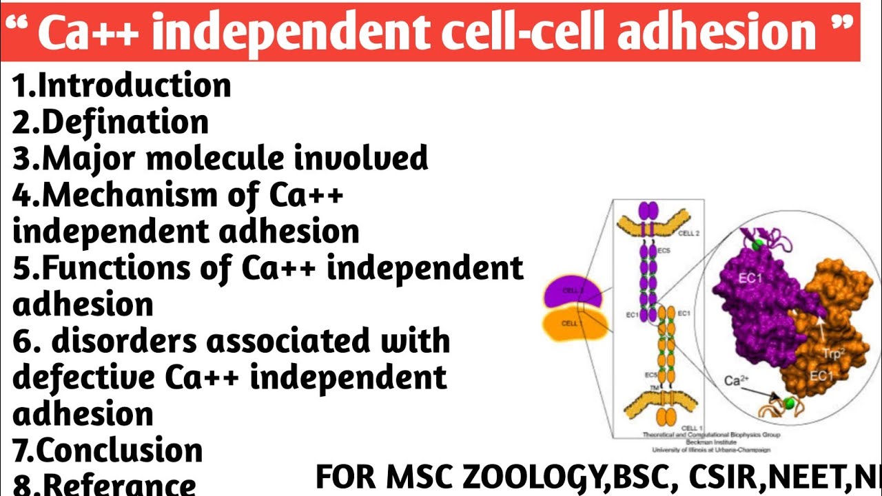 Ca++ independent cell-cell adhesion | Major molecules involved ...