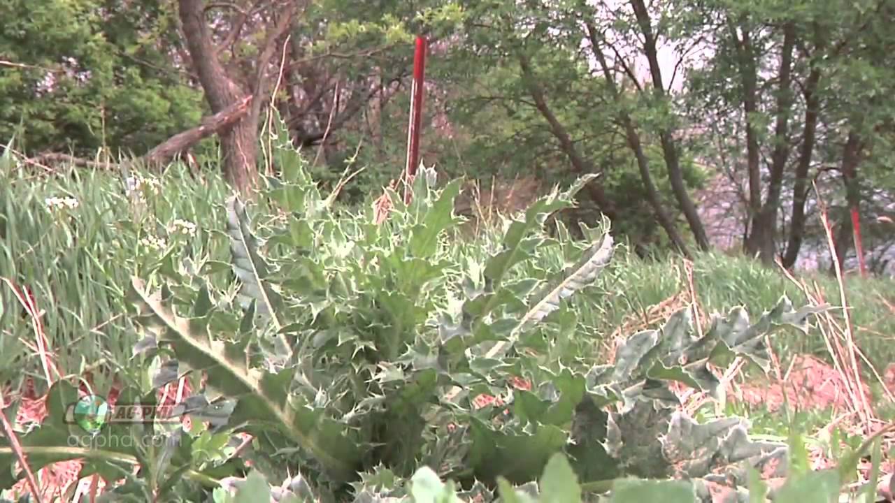 Weed of the Week #758-Musk Thistle (Air Date 10/14/12)