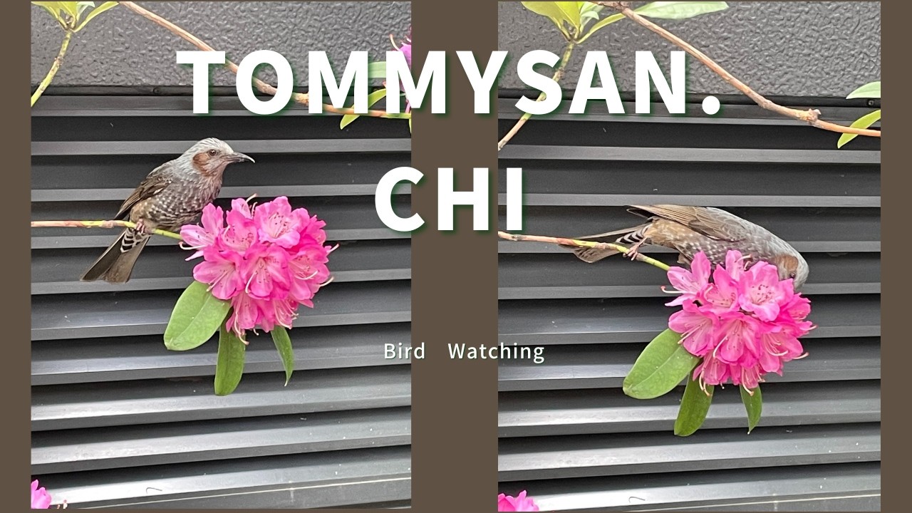 【野鳥観察】冬のバードウォッチング🕊️メジロ・ヤマガラ・ヒヨドリetc.