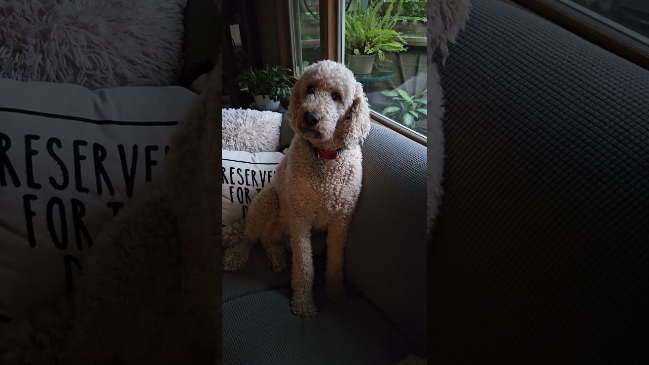 Artie is waiting for the thunderstorm ⚡️🌩 