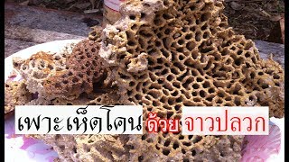 How to make fermented pest infestation for mushroom termites to eat mushrooms | Villagers farmer