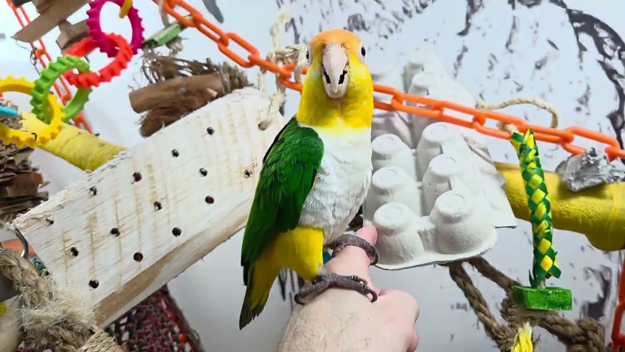 Happy Wednesday afternoon everybirdy.... I'm back!! 💖