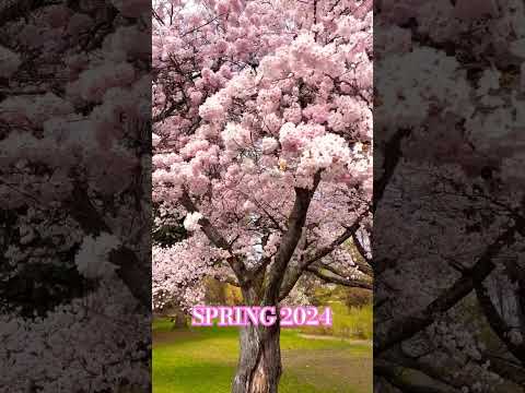 SPRING 2025 DOGWOOD TREE Shortsfeed Dogwood Spring Spring2024 Hq2
