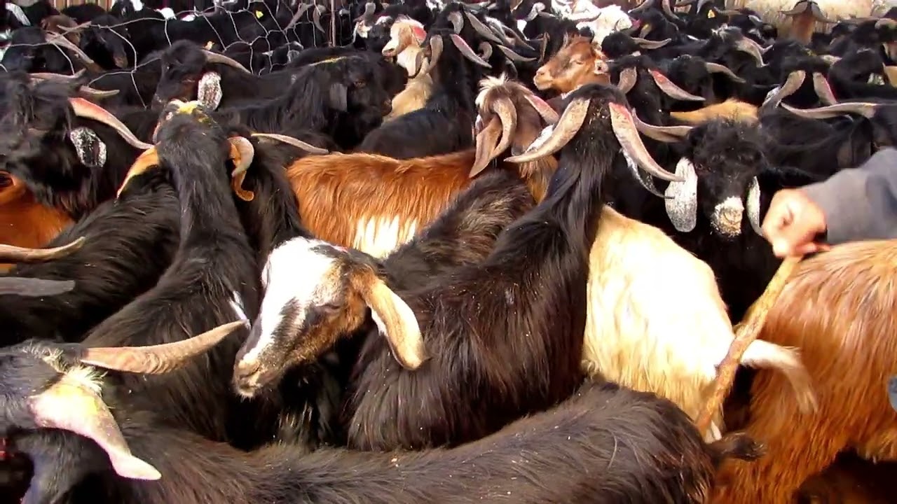 بث مباشر ثمن الحولي سوق الثلاثاء إنزكان 11/06/2024 أكبر حولي ممكن تشوفو في  عيد الاضحى 2024 inezgane