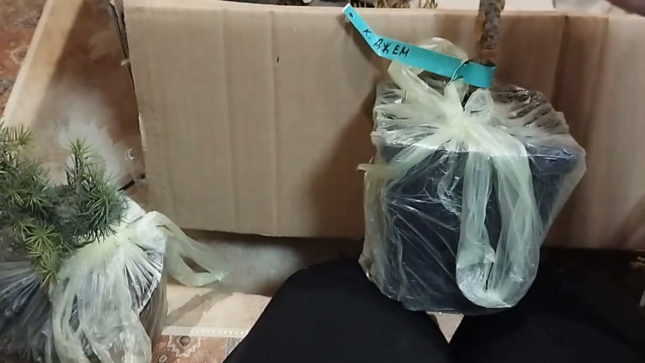 Відкриваю новий сезон Перша розпаковка рослин 23 .01.2025 р. хвойні з назвою і ціною! Надихайтеся!