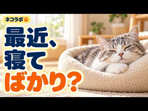 シニア猫に見られる変化と飼い主にできること12選