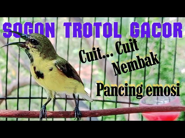 PANCINGAN SOGON GACOR NGLEPER‼SOGON TROTOL GACOR NEMBAK PANCING EMOSI class=