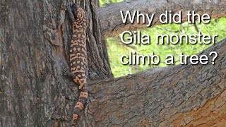 Gila monster Climbs a Tree
During a trip to Boyce Thompson Arboretum with a group K-12 school teachers we were visited by a Gila monster during our lunch break. Climbing a tree is unusual for this animal, but also entering a group of people is rare. Usually these are animals that avoid humans. You can learn more about these amazing reptiles on the Ask A Biologist website. https://askabiologist.asu.edu/explore/gila-monsters Gila monster Climbs a Tree