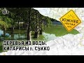 ДЕРЕВЬЯ ИЗ ВОДЫ. КИПАРИСЫ п.СУККО