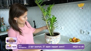 Үй гүлдеріне арналған тыңайтқыштарды қалай жасауға болады?