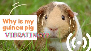 Why is my guinea pig vibrating?