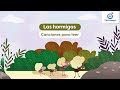 Cantoalegre - Las Hormigas (Canciones para leer)