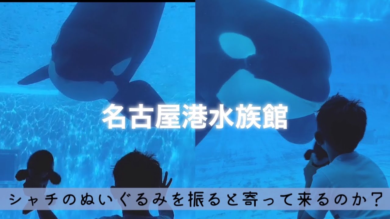 シャチ大好き 名古屋港水族館 シャチ好きの方へ ぬいぐるみを振ると寄ってくる 名古屋港水族館シャチ Youtube