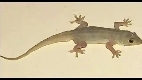 Common house gecko | Chipkali or moon lizard | wall gecko | Asian house gecko