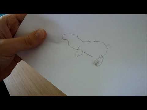 How to draw a sea lion (instructions by Joel)