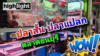 This shop has a lot of short fish and unusual fish. #NCO544