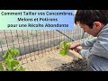 Comment tailler vos concombres melons et potirons pour une rcolte abondante