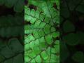 This little plant is not a weed! 🌿 You'll be surprised to know | Maidenhair Spleenwort #WildPlant