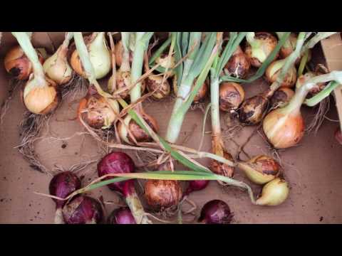 Video: Kleine Gartentricks Einer Großen Ernte