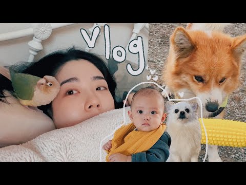 🌱231 Vlog I 우엉이네 방문 (밍고랑 라임😭💛) I 로제떡볶이 I 투어리스트 I 저주토끼 I 시골 일상 I 김갈릭