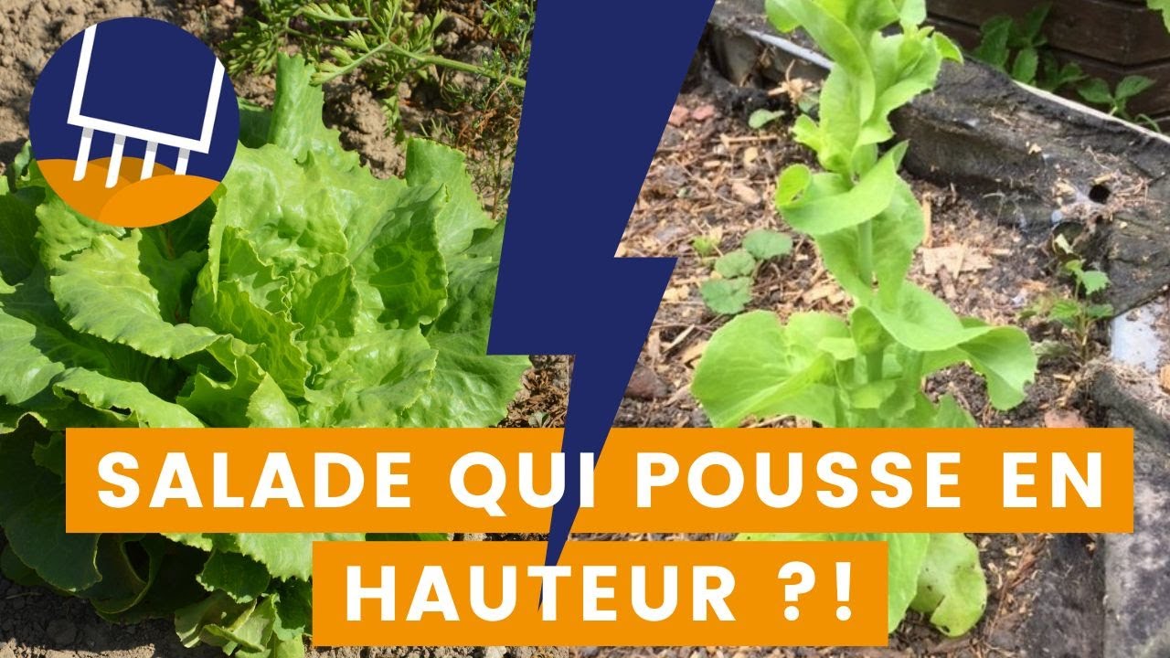 Euh, ma salade pousse en hauteur !? Pourquoi ?