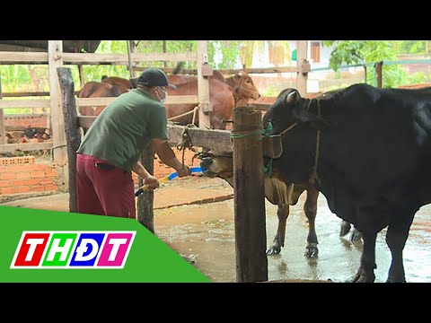 Video Đắk Lắk: Lò mổ bơm nước vào bụng bò trước khi giết... - youtube