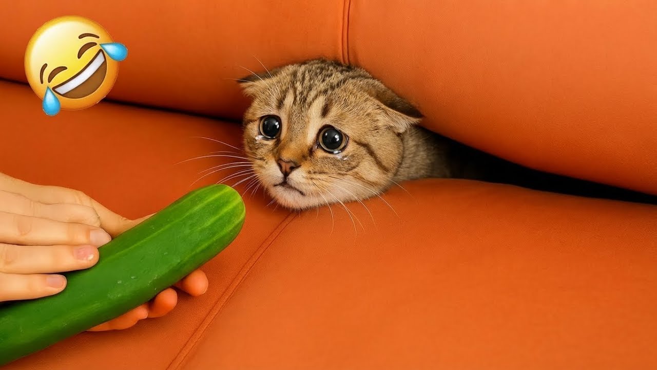 Новые Угарные Видео с Кошками и Собаками 😹🐶 Подборка Смешных Животных 🤣 #3